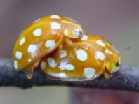 Sechzehnfleckiger Marienkäfer, Halyzia sedecimguttata