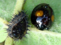 Rundfleckiger Schildlaus-Marienkäfer, Chilocorus renipustulatus