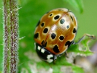 Augenmarienkäfer, Anatis ocellata