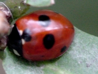 Fünfpunkt Marienkäfer, Coccinella quinquepunctata