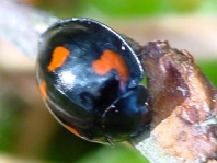 Vierfleckige Kugelmarienkäfer, Brumus (Exochomus) quadripustulatus