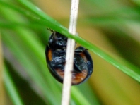 Vierfleckige Kugelmarienkäfer, Brumus (Exochomus) quadripustulatus