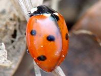 Siebenpunkt Marienkäfer, Coccinella septempunctata