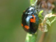 Vierfleckige Kugelmarienkäfer, Brumus (Exochomus) quadripustulatus