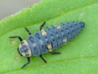 Siebenpunkt Marienkäfer, Coccinella septempunctata