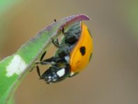 Siebenpunkt Marienkäfer, Coccinella septempunctata