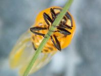 Siebenpunkt Marienkäfer, Coccinella septempunctata
