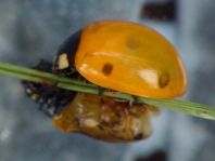 Siebenpunkt Marienkäfer, Coccinella septempunctata