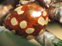 Myrrha octodecimguttata, Achtzehnfleckiger Marienkäfer