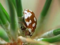 Myrrha octodecimguttata, Achtzehnfleckiger Marienkäfer