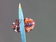 Myrrha octodecimguttata, Achtzehnfleckiger Marienkäfer