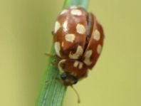 Myrrha octodecimguttata, Achtzehnfleckiger Marienkäfer