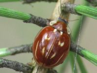 Myzia oblongoguttata, Längsfleckiger Marienkäfer