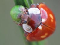 Myzia oblongoguttata, Längsfleckiger Marienkäfer