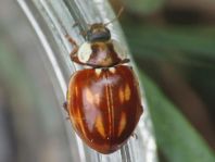 Myzia oblongoguttata, Längsfleckiger Marienkäfer