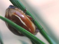 Myzia oblongoguttata, Längsfleckiger Marienkäfer