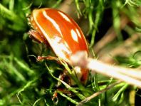 Myzia oblongoguttata, Längsfleckiger Marienkäfer