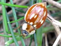 Myzia oblongoguttata, Längsfleckiger Marienkäfer