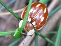 Myzia oblongoguttata, Längsfleckiger Marienkäfer