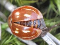 Myzia oblongoguttata, Längsfleckiger Marienkäfer