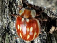 Myzia oblongoguttata, Längsfleckiger Marienkäfer