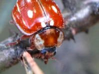 Myzia oblongoguttata, Längsfleckiger Marienkäfer