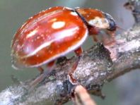 Myzia oblongoguttata, Längsfleckiger Marienkäfer