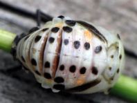 Myzia oblongoguttata, Längsfleckiger Marienkäfer