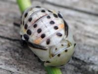 Myzia oblongoguttata, Längsfleckiger Marienkäfer