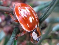 Myzia oblongoguttata, Längsfleckiger Marienkäfer