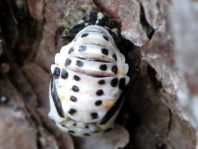 Myzia oblongoguttata, Längsfleckiger Marienkäfer