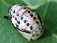 Myzia oblongoguttata, Längsfleckiger Marienkäfer