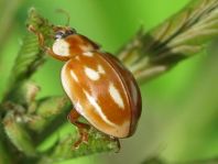 Myzia oblongoguttata, Längsfleckiger Marienkäfer