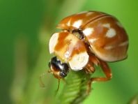 Myzia oblongoguttata, Längsfleckiger Marienkäfer