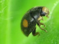 Platynaspis luteorubra, Rainfarn-Marienkäfer