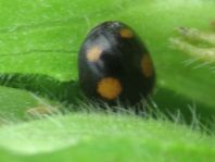 Platynaspis luteorubra, Rainfarn-Marienkäfer