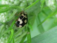 Vierzehnpunkt Marienkäfer, Propylea quatuordecimpunctata