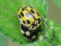 Vierzehnpunkt Marienkäfer, Propylea quatuordecimpunctata