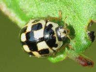 Vierzehnpunkt Marienkäfer, Propylea quatuordecimpunctata