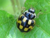 Vierzehnpunkt Marienkäfer, Propylea quatuordecimpunctata