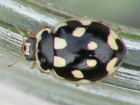 Vierzehnpunkt Marienkäfer, Propylea quatuordecimpunctata