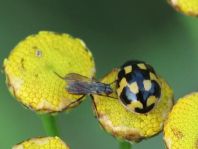 Vierzehnpunkt Marienkäfer, Propylea quatuordecimpunctata