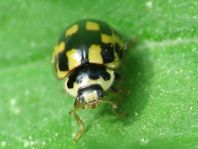 Vierzehnpunkt Marienkäfer, Propylea quatuordecimpunctata