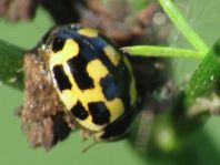 Vierzehnpunkt Marienkäfer, Propylea quatuordecimpunctata