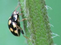 Vierzehnpunkt Marienkäfer, Propylea quatuordecimpunctata