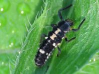 Vierzehnpunkt Marienkäfer, Propylea quatuordecimpunctata