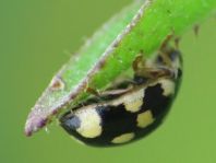 Vierzehnpunkt Marienkäfer, Propylea quatuordecimpunctata