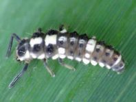 Vierzehnpunkt Marienkäfer, Propylea quatuordecimpunctata