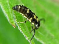 Vierzehnpunkt Marienkäfer, Propylea quatuordecimpunctata