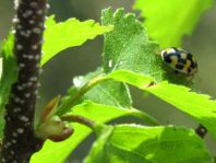 Vierzehnpunkt Marienkäfer, Propylea quatuordecimpunctata